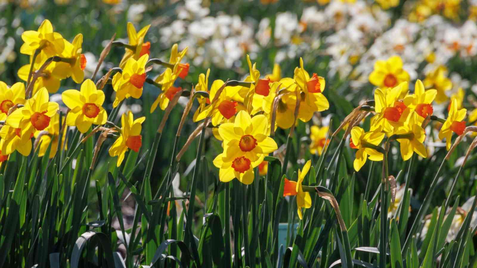 Selective focus of blooming yellow and orange daffodils in spring