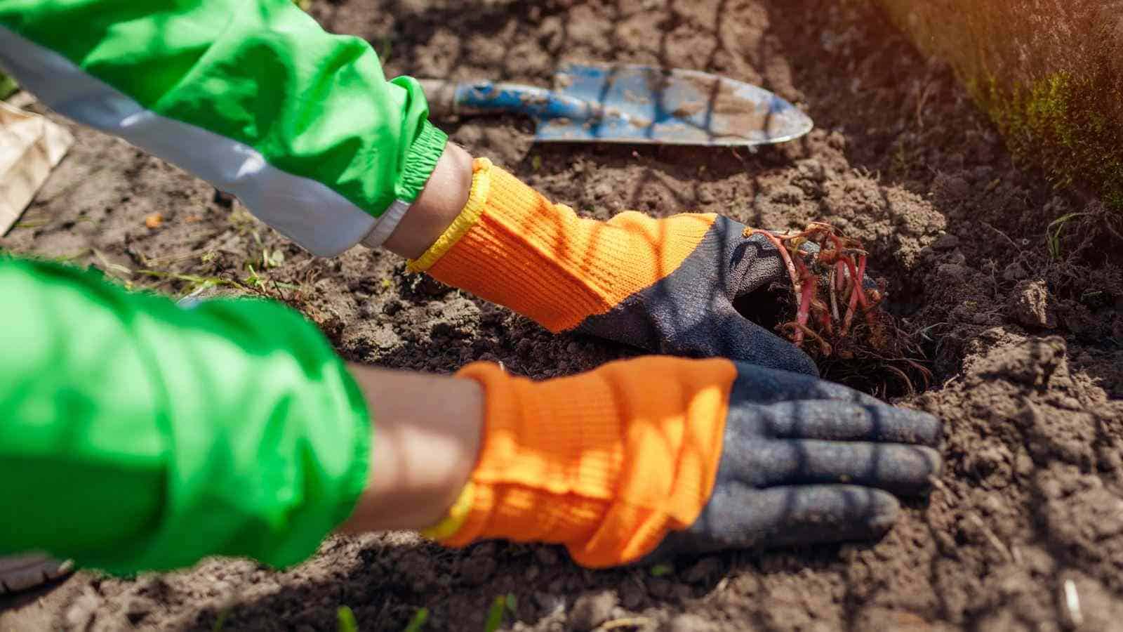 A close up view of a gardener planting astilbe tubers in a garden using shovel