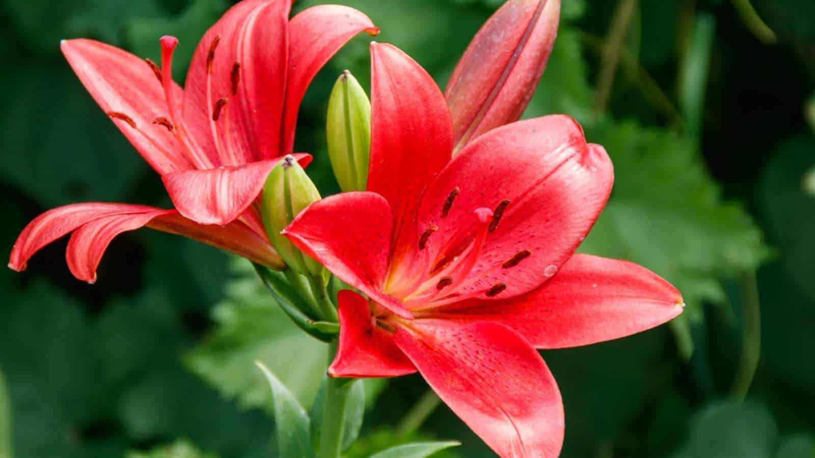 Close up of red oriental lily in flower bed in the garden