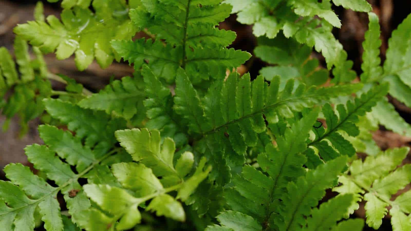 A close up view of green fresh autumn fern in the garden