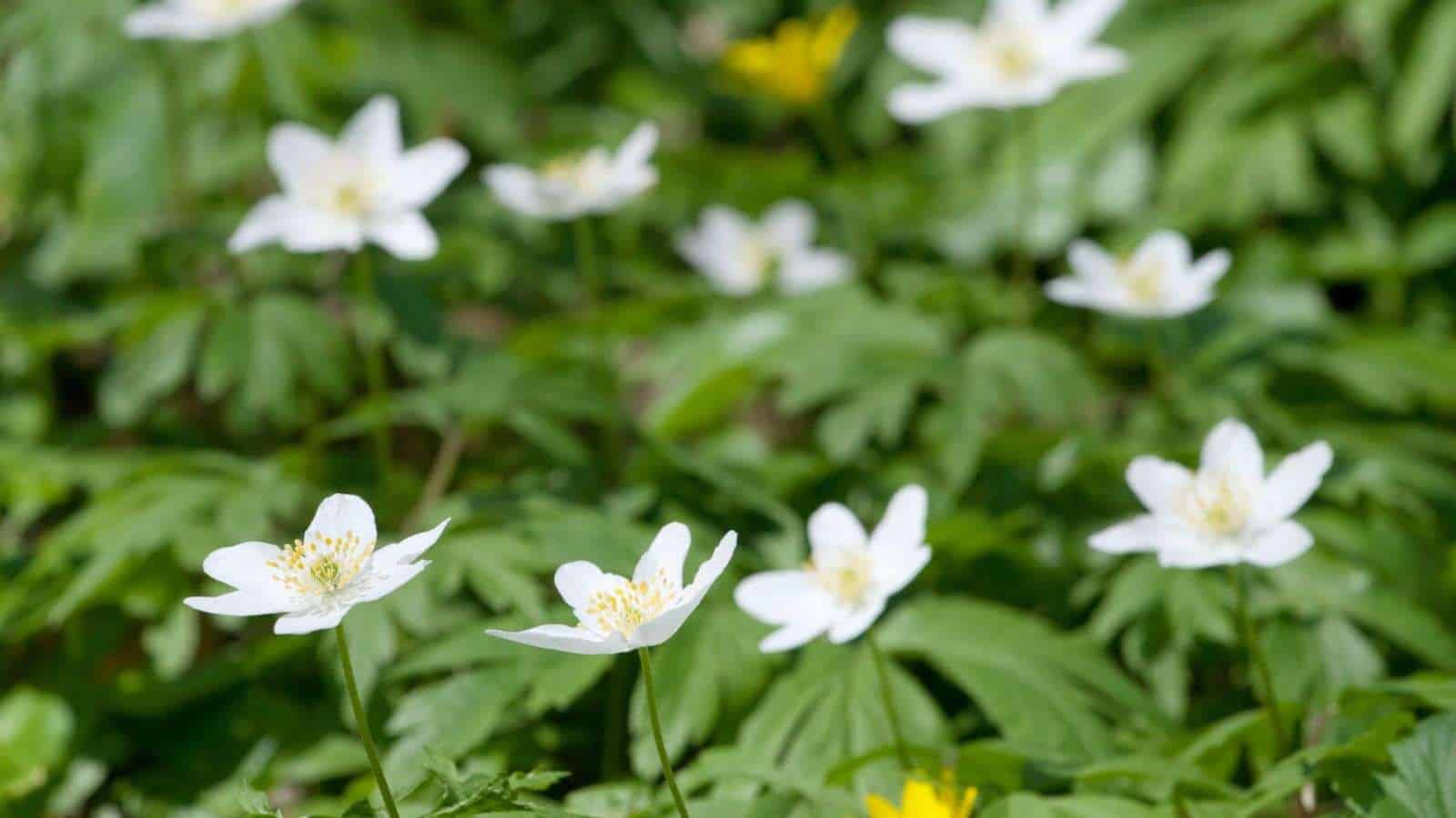 Close up view of white with green leaves wood anemone