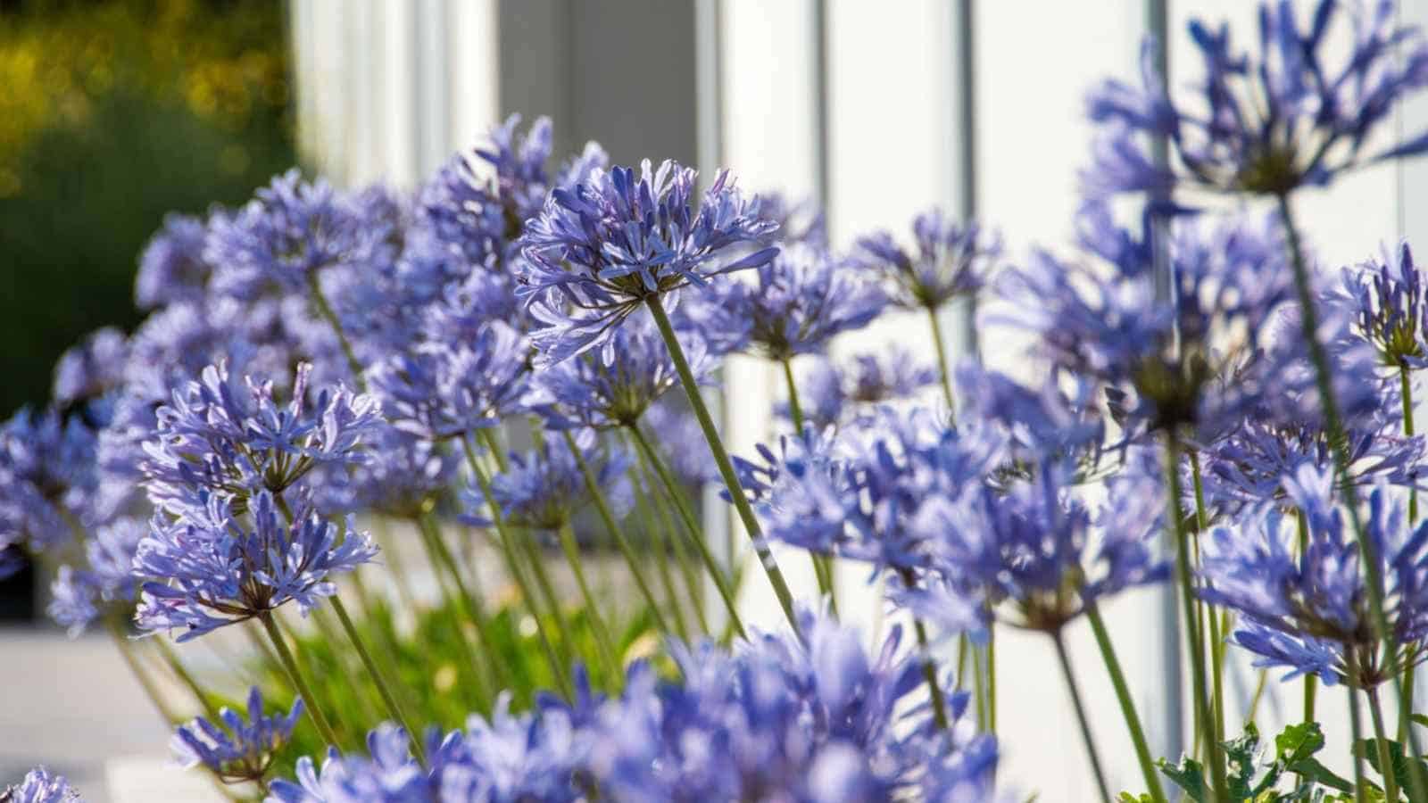 Selective focus of purple agapanthus flowers beside a fence in bright sunlight