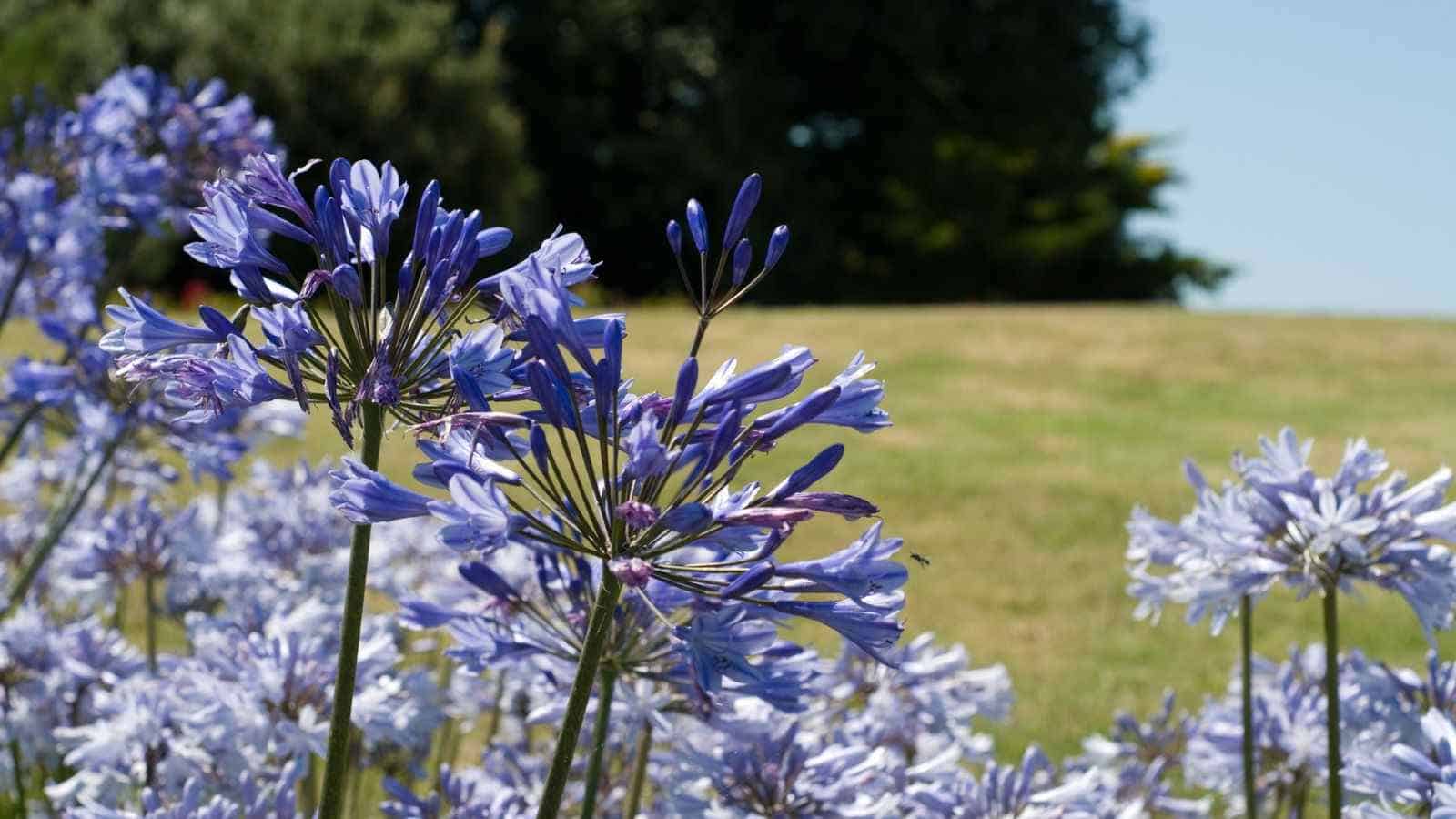 Selective focus of blue agapanthus with trees, grass and blue sky