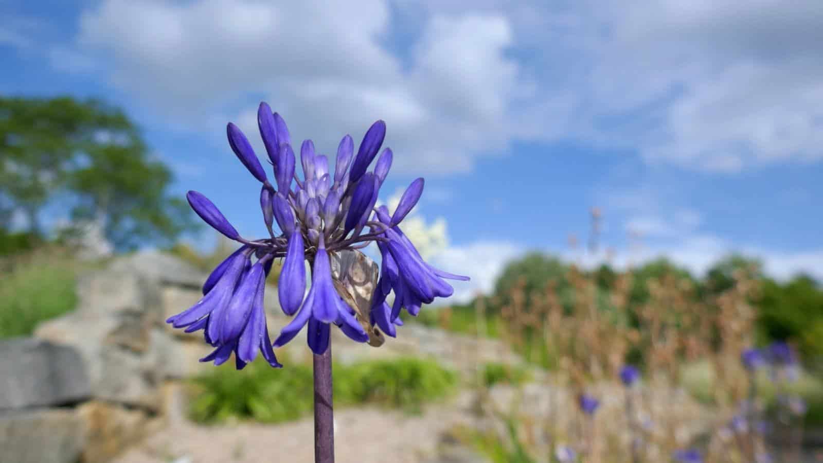 Selective focus of Agapanthu Africanus 'Bressingham Blue' under the sun