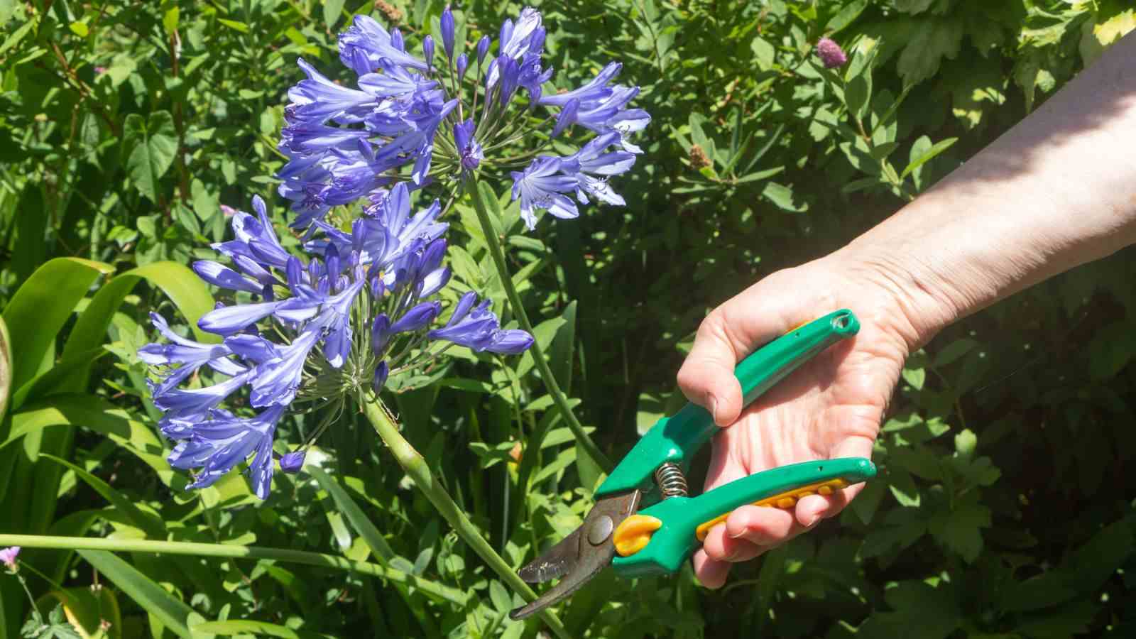 Close up view of a gardener pruning an agapanthus flower in a garden