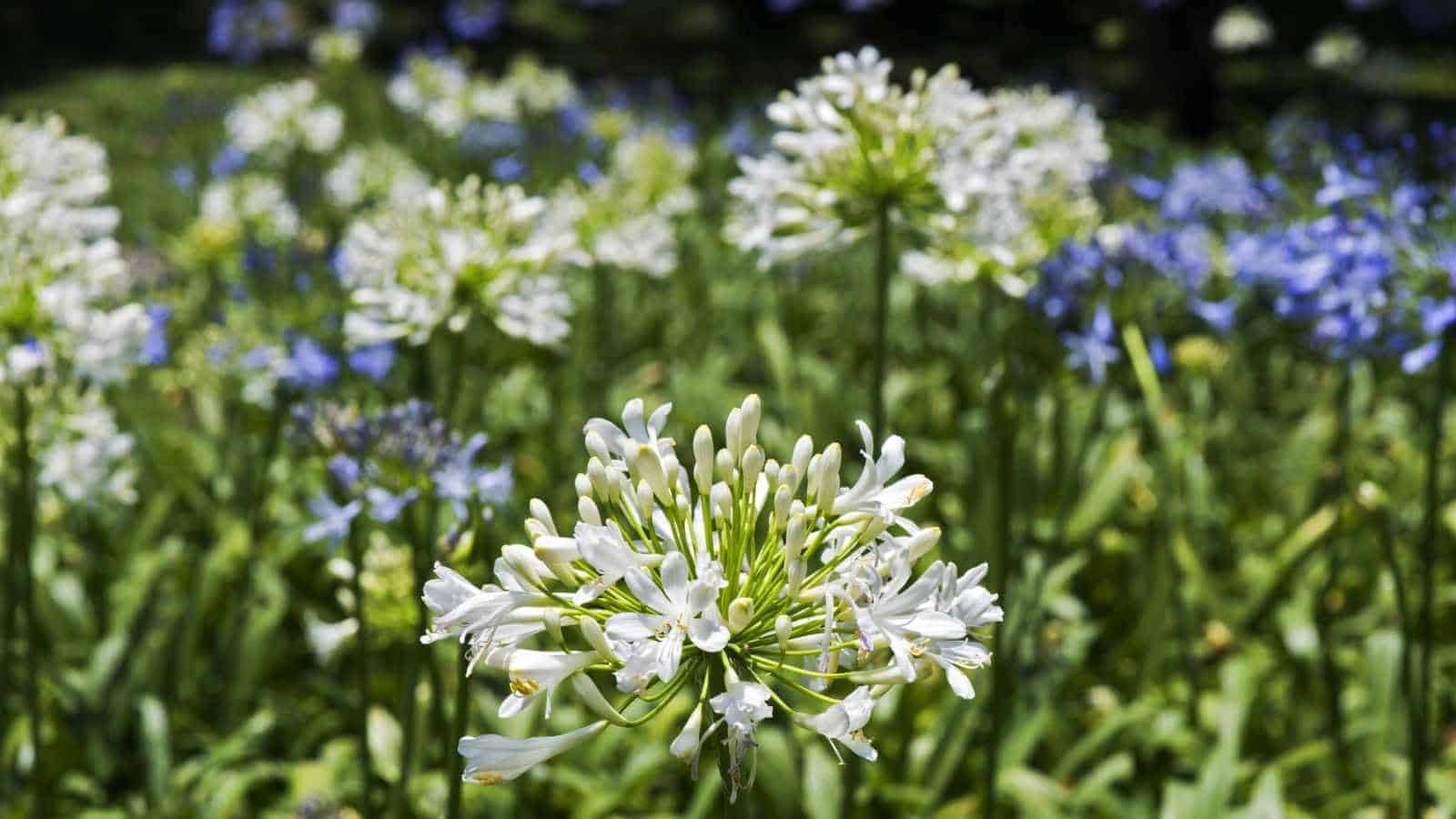 Selective focus of long-stemmed agapanthus africanus in the garden