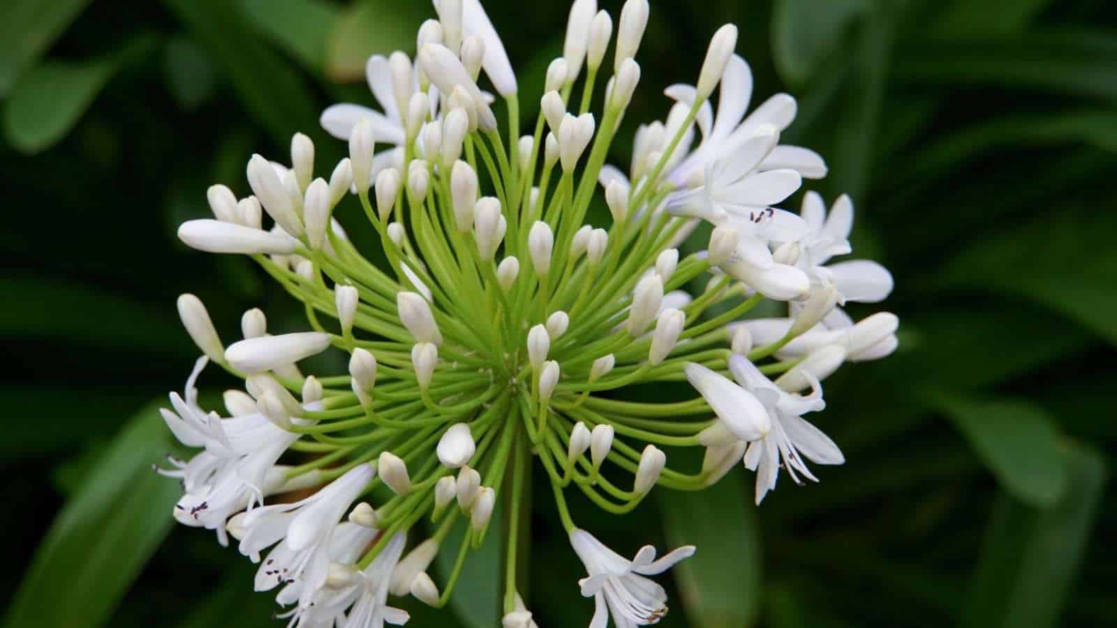 Close up view of White African lily Queen mum flowers