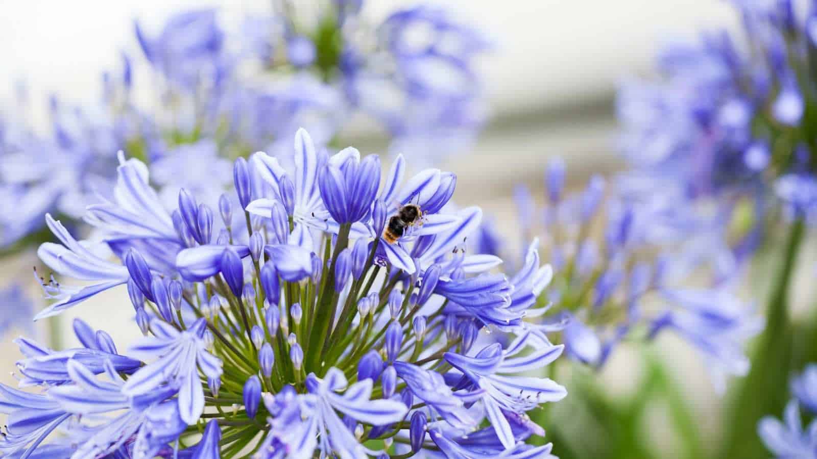 Selective focus of Agapanthus Campanulatus in vibrant blue color with an insect on top