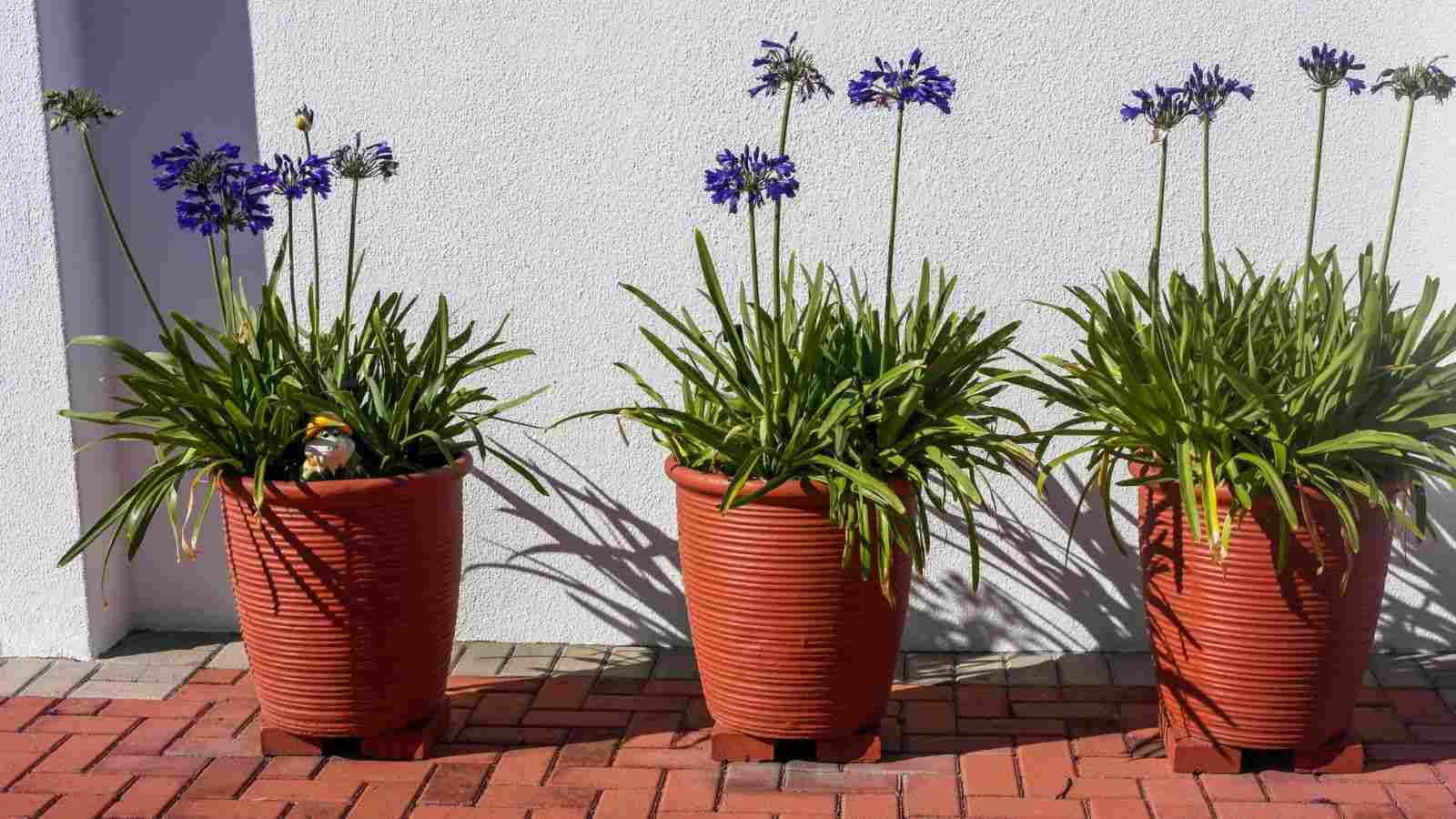 Close up view of blue agapanthus flowers in terracotta pot outside a wall on brick pavement