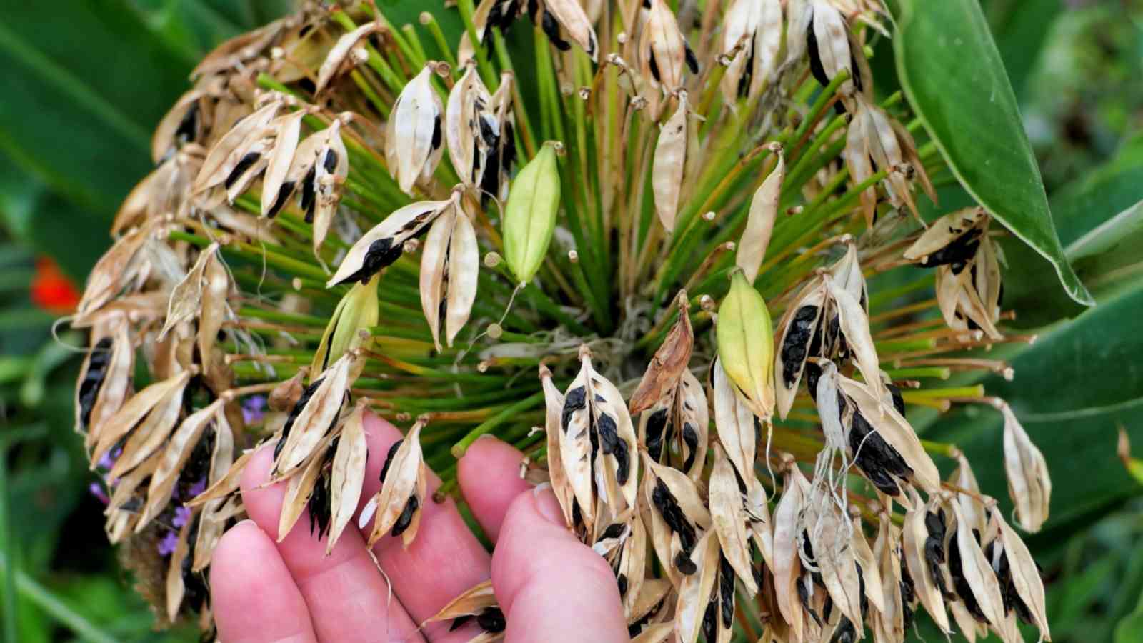 Close up of Agapanthus praecox flower head full of open seed pods revealing the black seeds inside