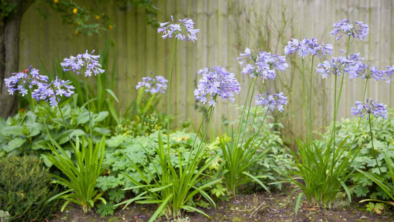 Close up view of blue agapanthus plant growing in the garden