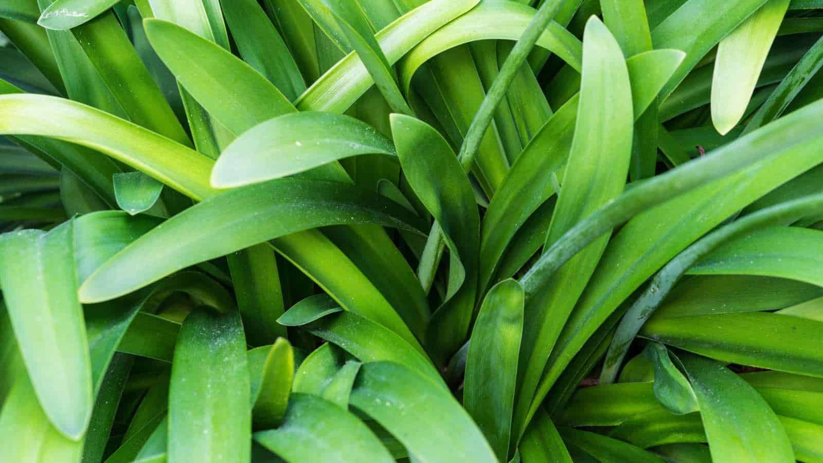 Close up view of healthy green agapanthus praecox leaves  