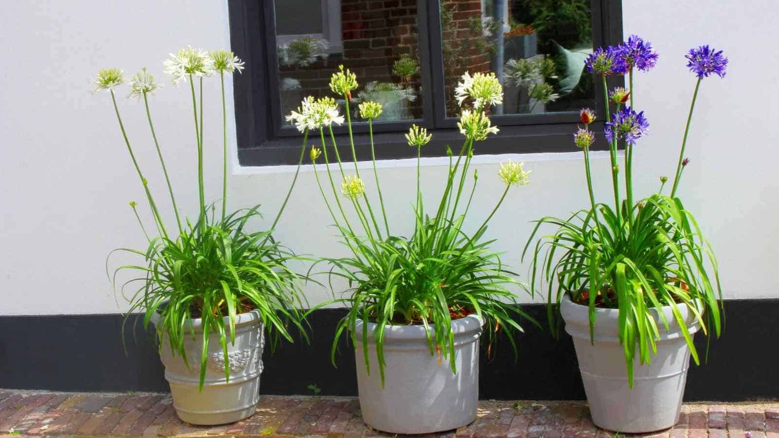 Selective focus of blue and white flowering agapanthus plants in three grey pots at facade of a house