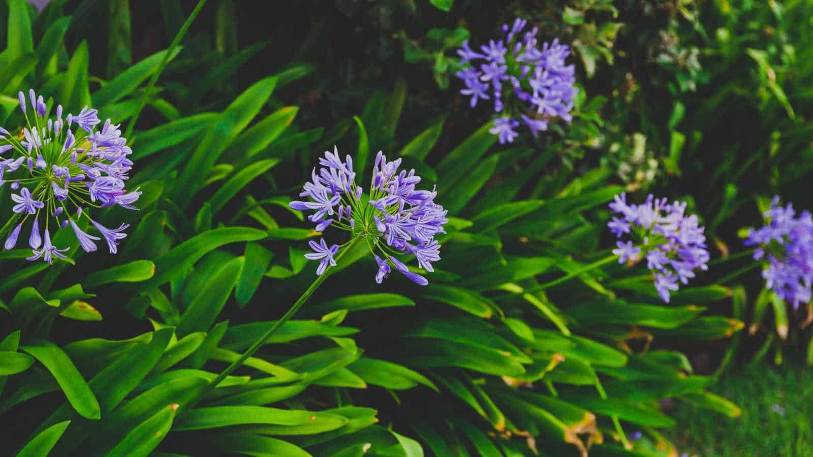 Close up view of agapanthus plant in blue blooms and yellowing leaves