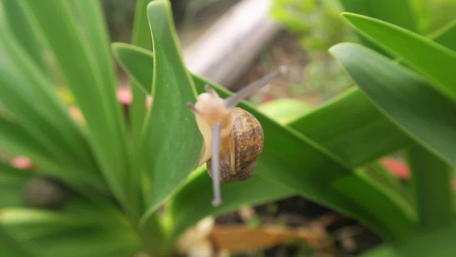 Close up of green Agapanthus leaves with snail on a garden farm