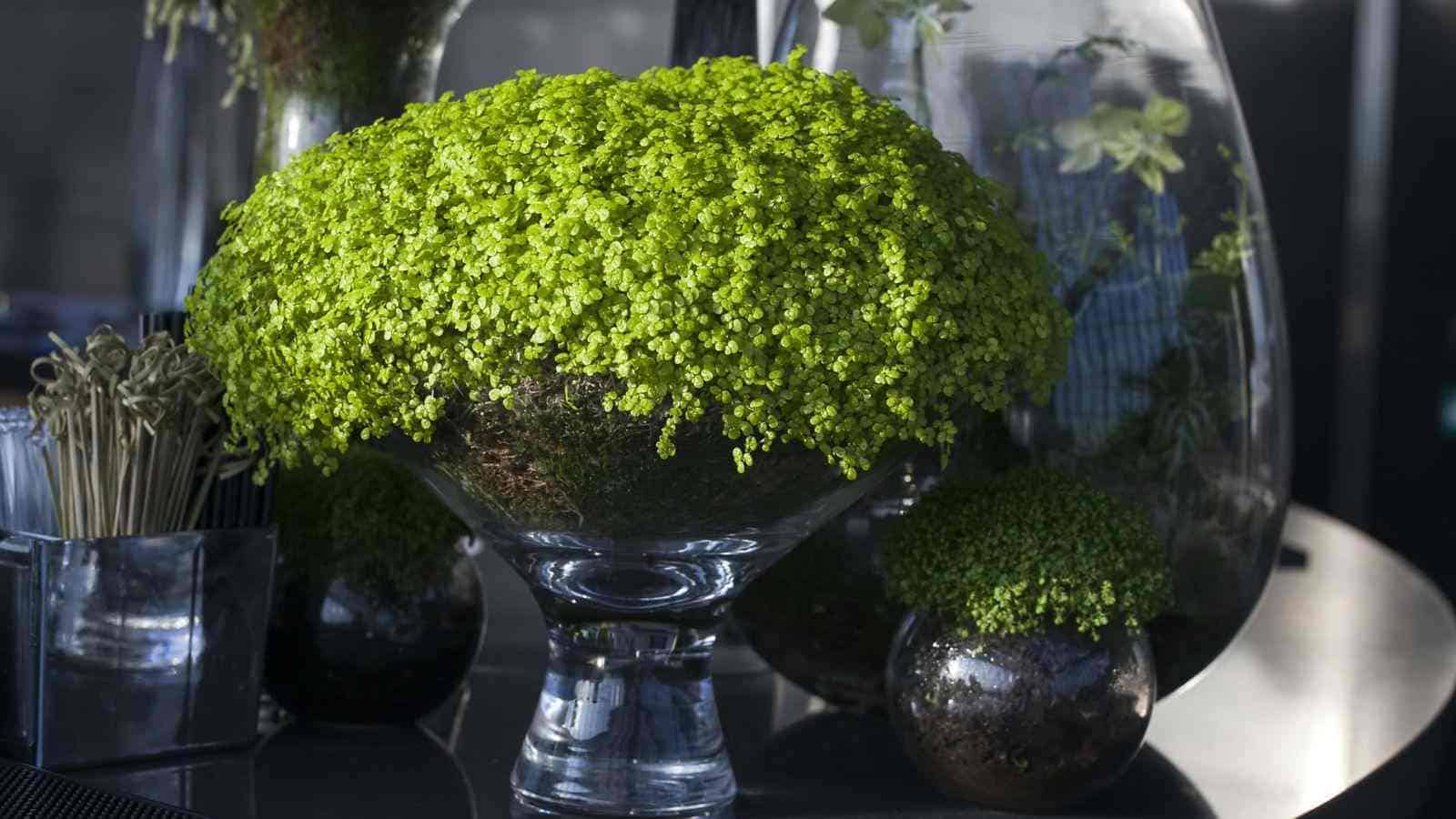 Close up view of  Baby’s Tears in a clear pot as a decoration in a dining table