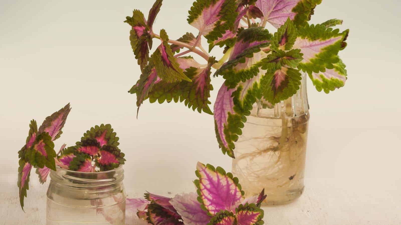 Close up view of Coleus cuttings in a glass jar of water with roots growing