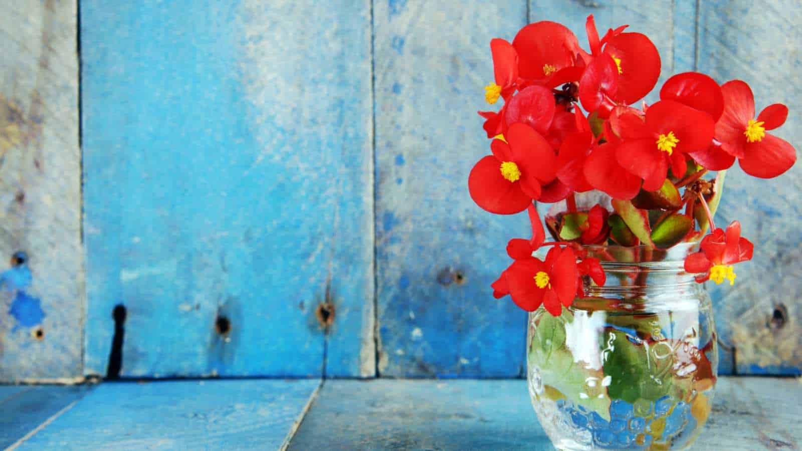 Close up view of Red begonia flowers in a glass jar of water on blue wood background