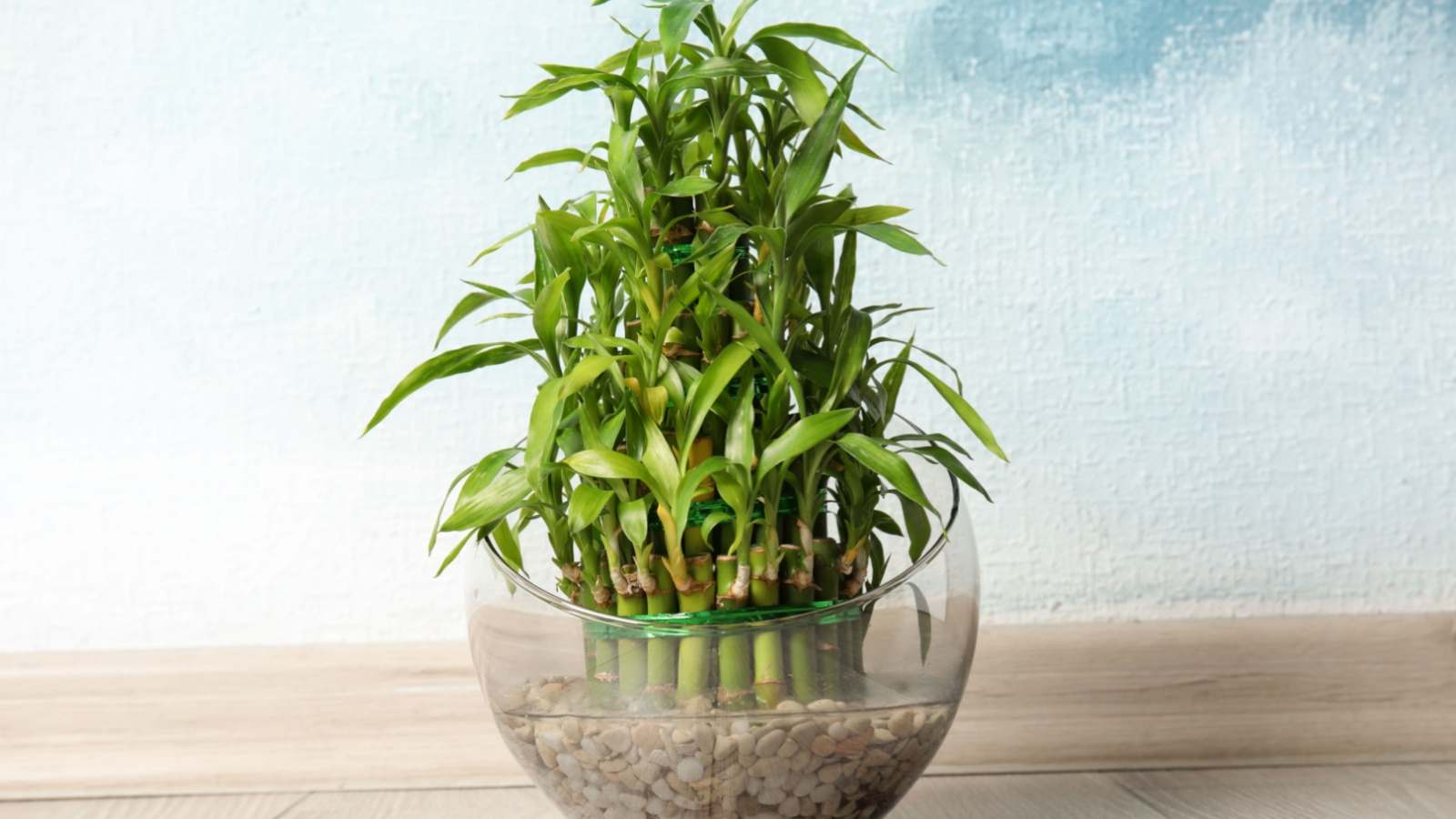 Close up view of lucky bamboo in a glass bowl of water near color wall