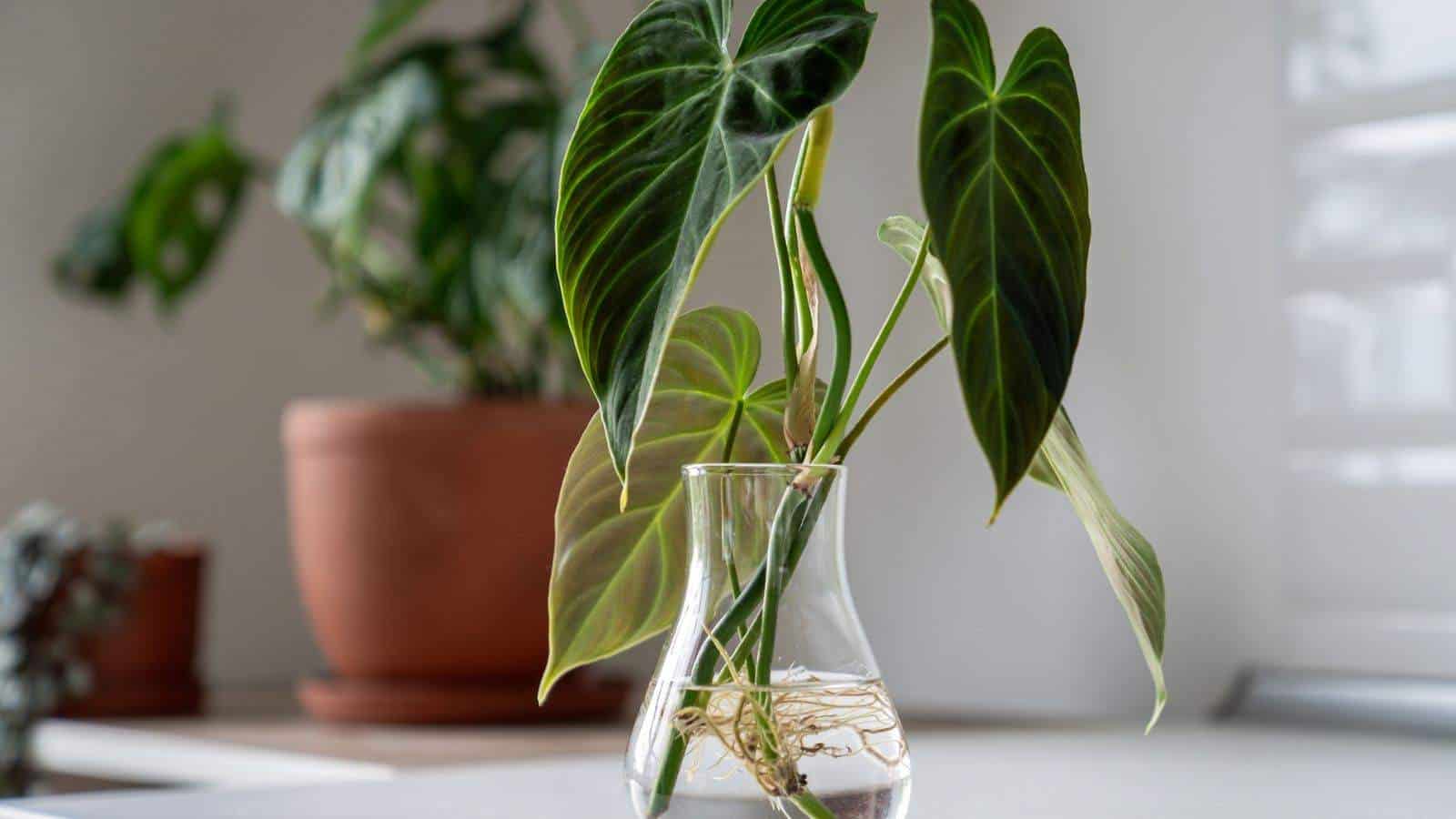 Selective photo of Philodendron plant in glass jar with water from leaf cutting