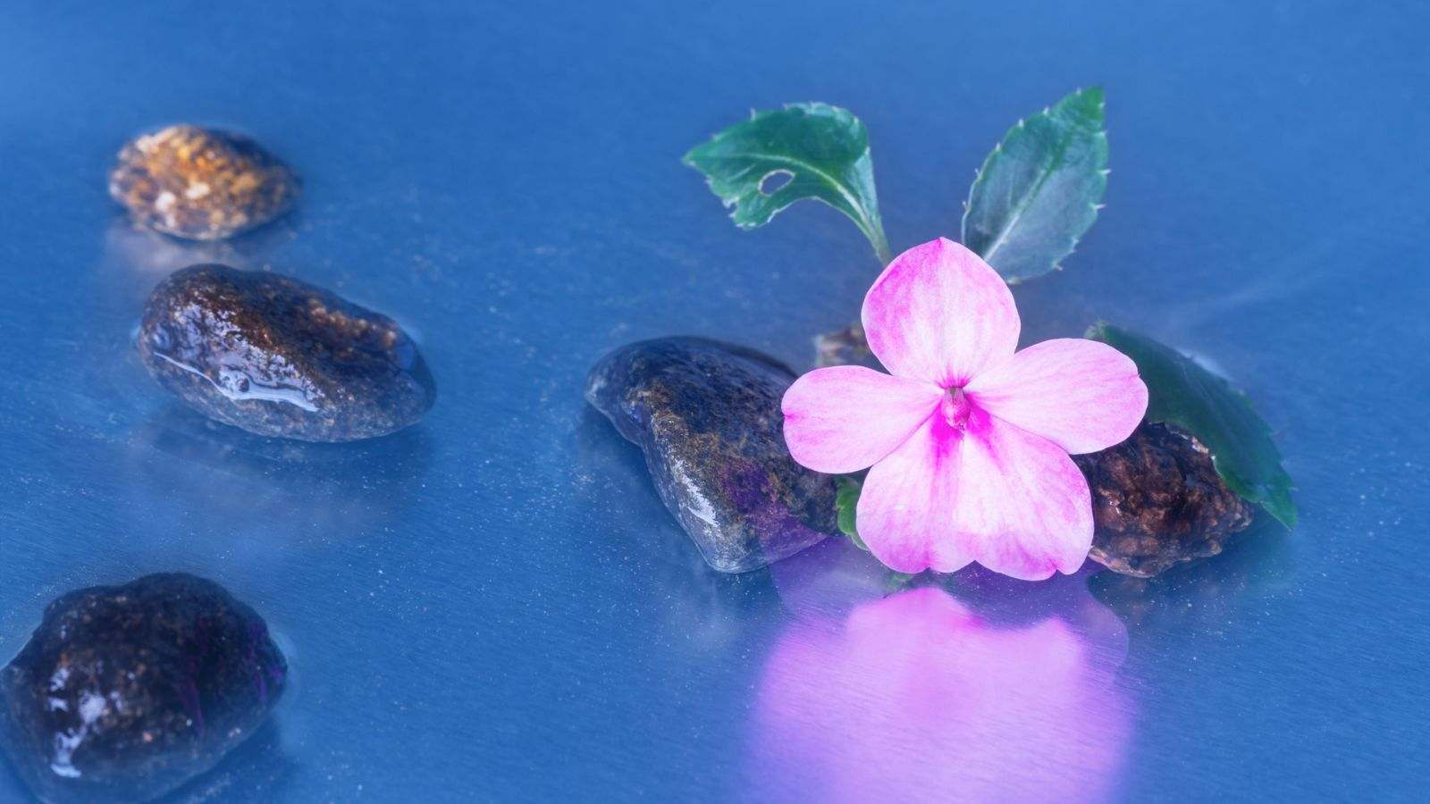 Macro shot of Pink Impatiens growing in water with black, brown stones surrounding