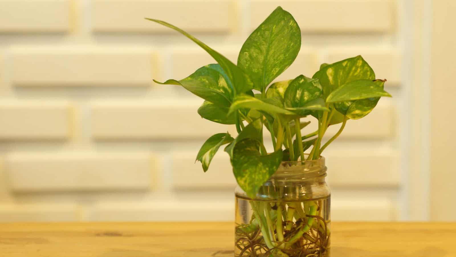 A close up view of pothos plant with a natural light in the morning with white brick wall background in a jar of water