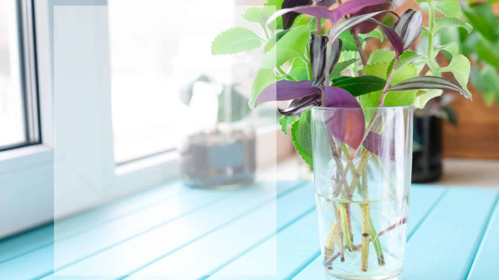 Close up view of Spiderwort (Tradescantia zebrina) in a  glass with water together with other plants