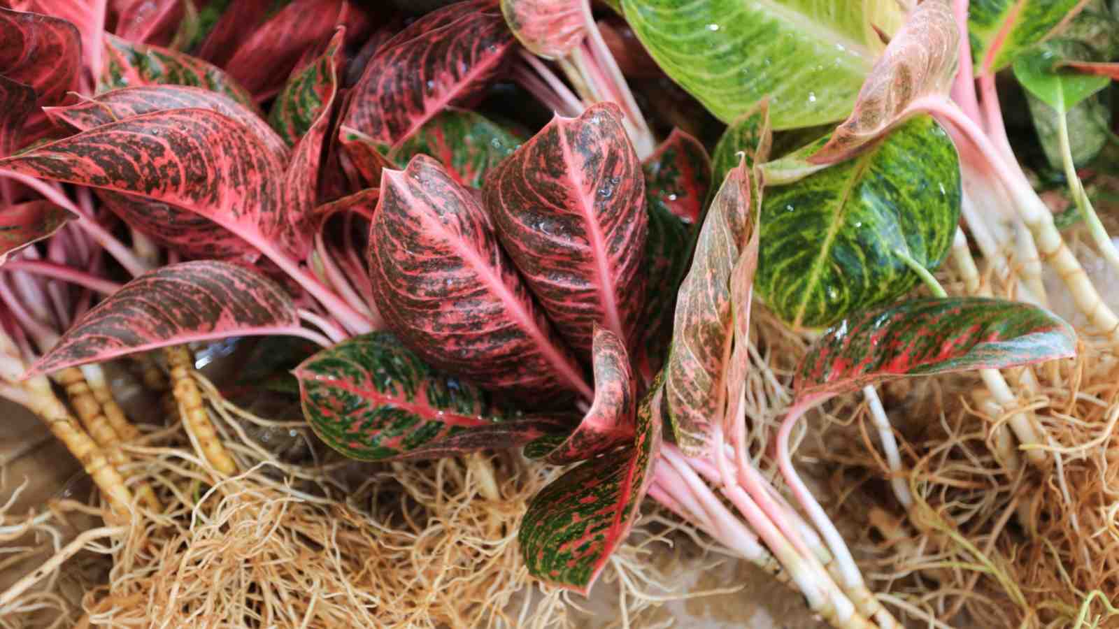 A close up view of Freshly cleaned aglaonema roots with water