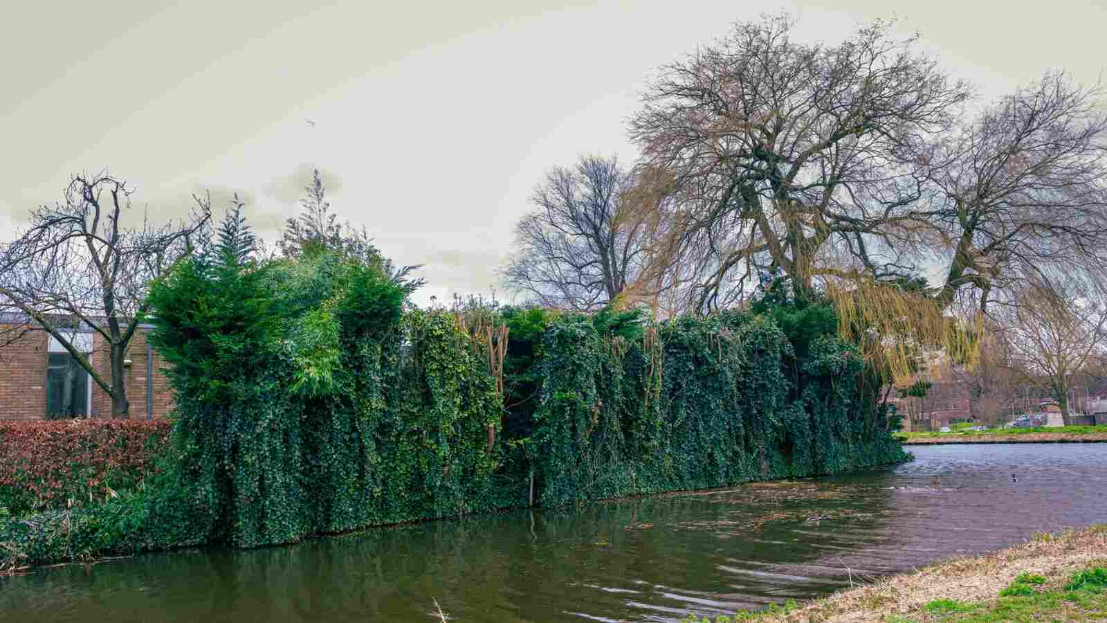 Hedge of English Ivy plant along a waterside of a garden