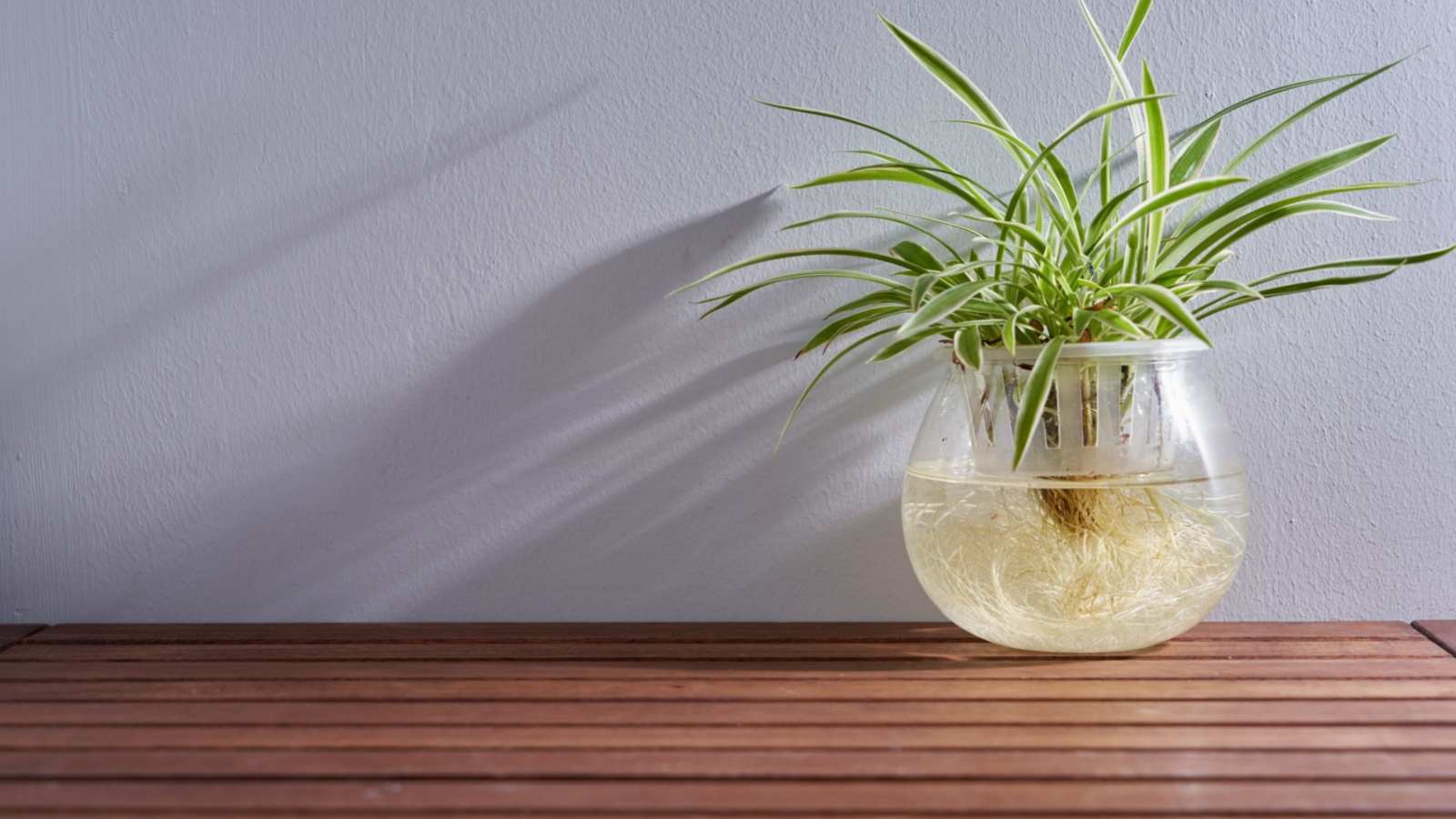 A close up view of Spider Plant (Chlorophytum comosum) in a pot with water on top of a wooden table