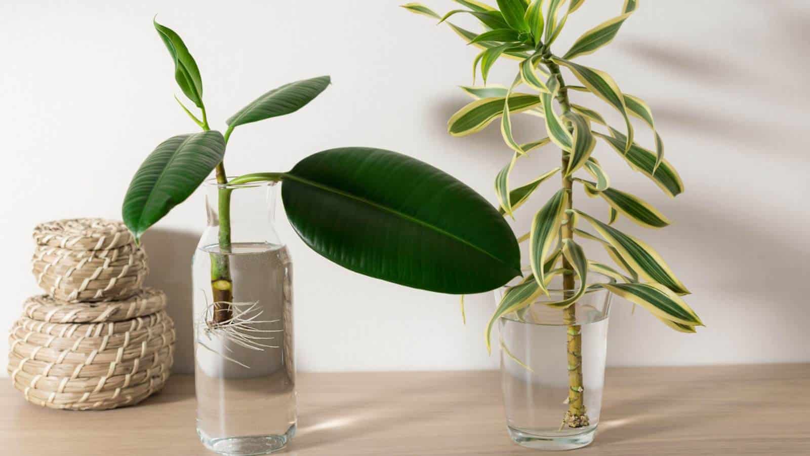 A close up view of a bright green Dracaena plant in a glass of water by propagation and a Ficus seedlings in a glass of water