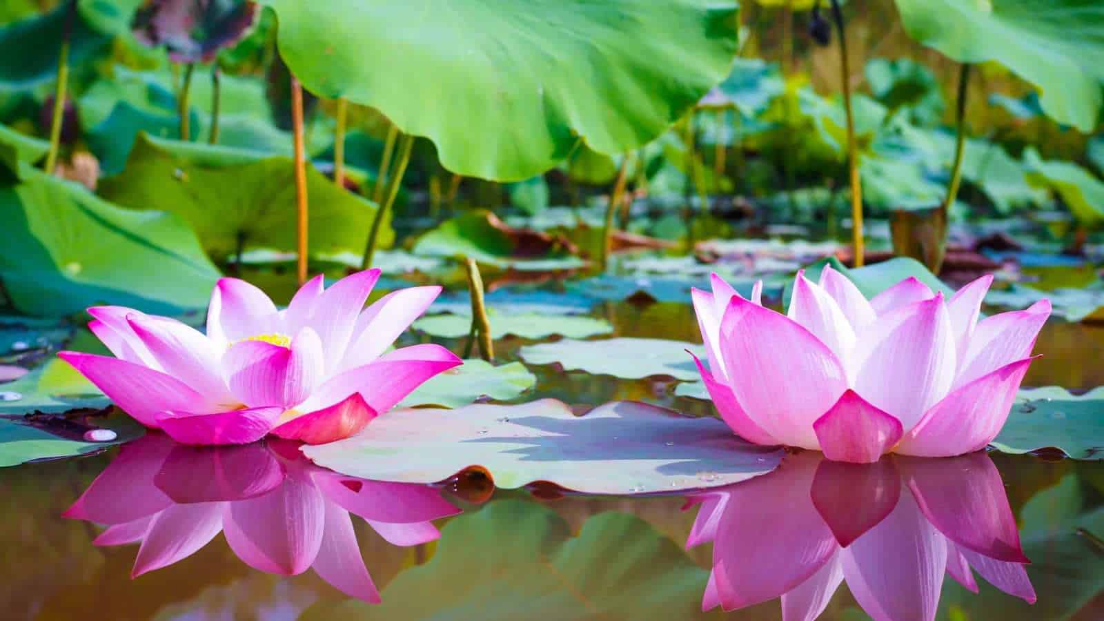 Close up view of beautiful pink lotus flower with green leaves on a lotus pond