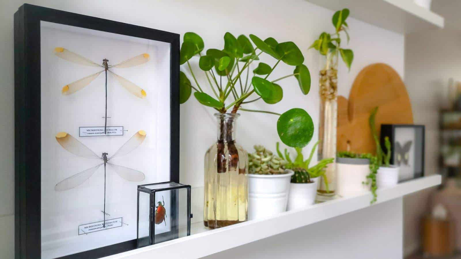 A view of pancake plant in a jar of water in a hanging white shelve with other plants and framed taxidermy insect art like dragonflies and a beetle