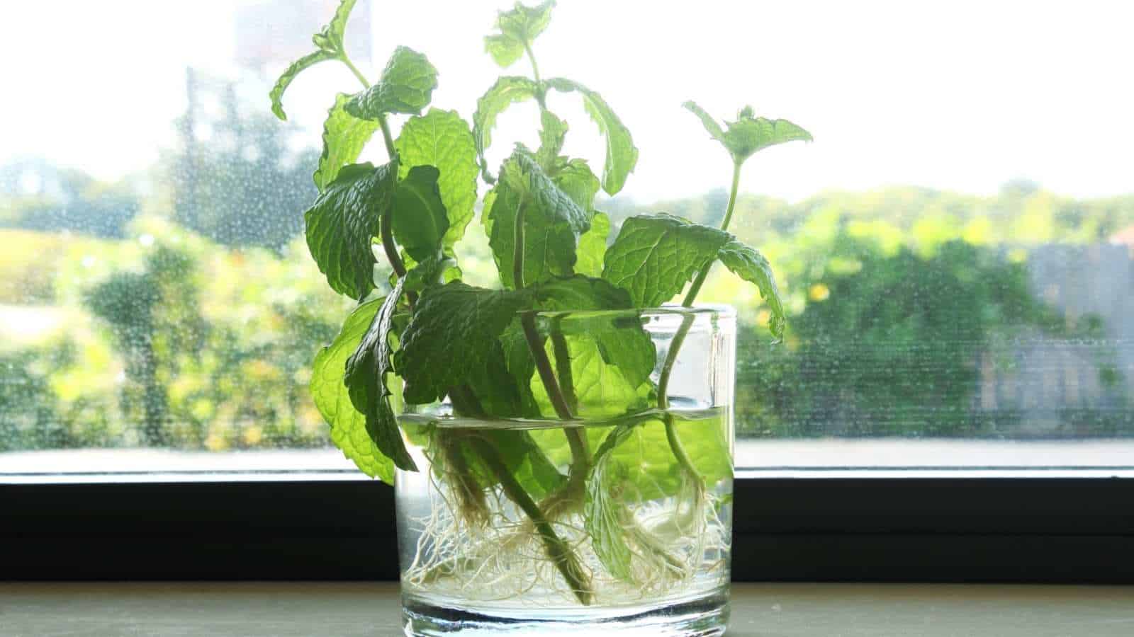 Selective focus of green mint plant growing in glass of water at indoor house window sill  