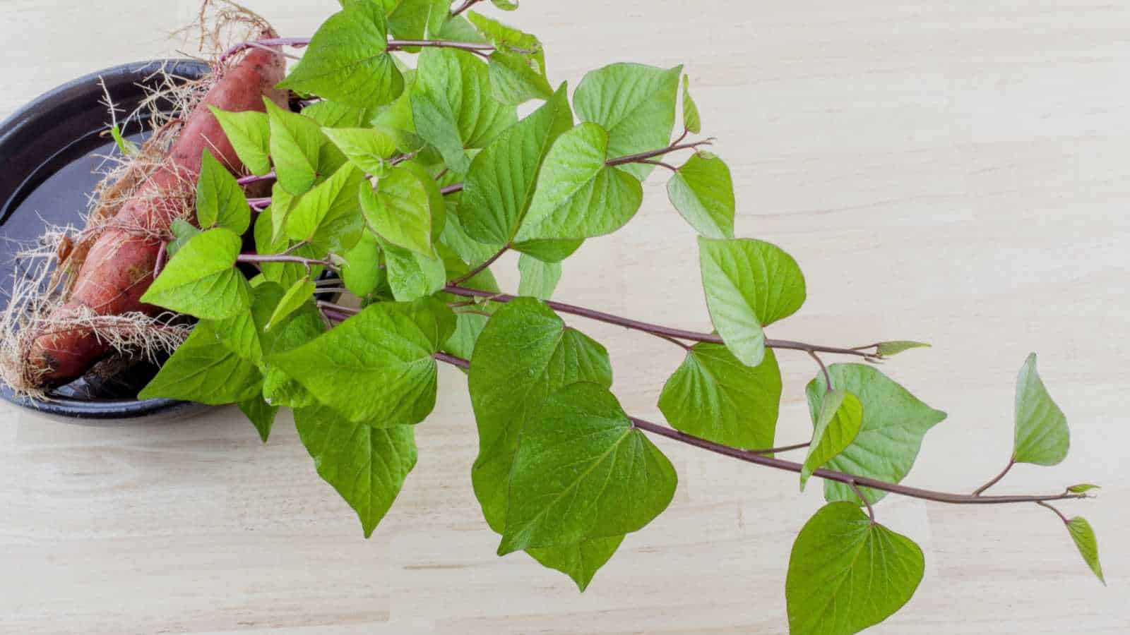 A close up view of Sweet Potato Vine sprout from a root on a dish with water