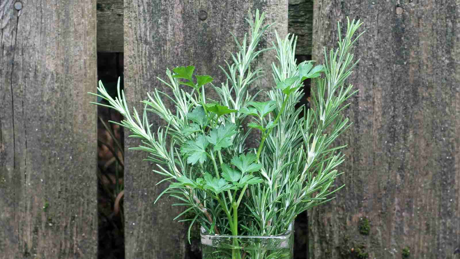 Close up view of Rosemary plant in a vase of water with a rustic fence background