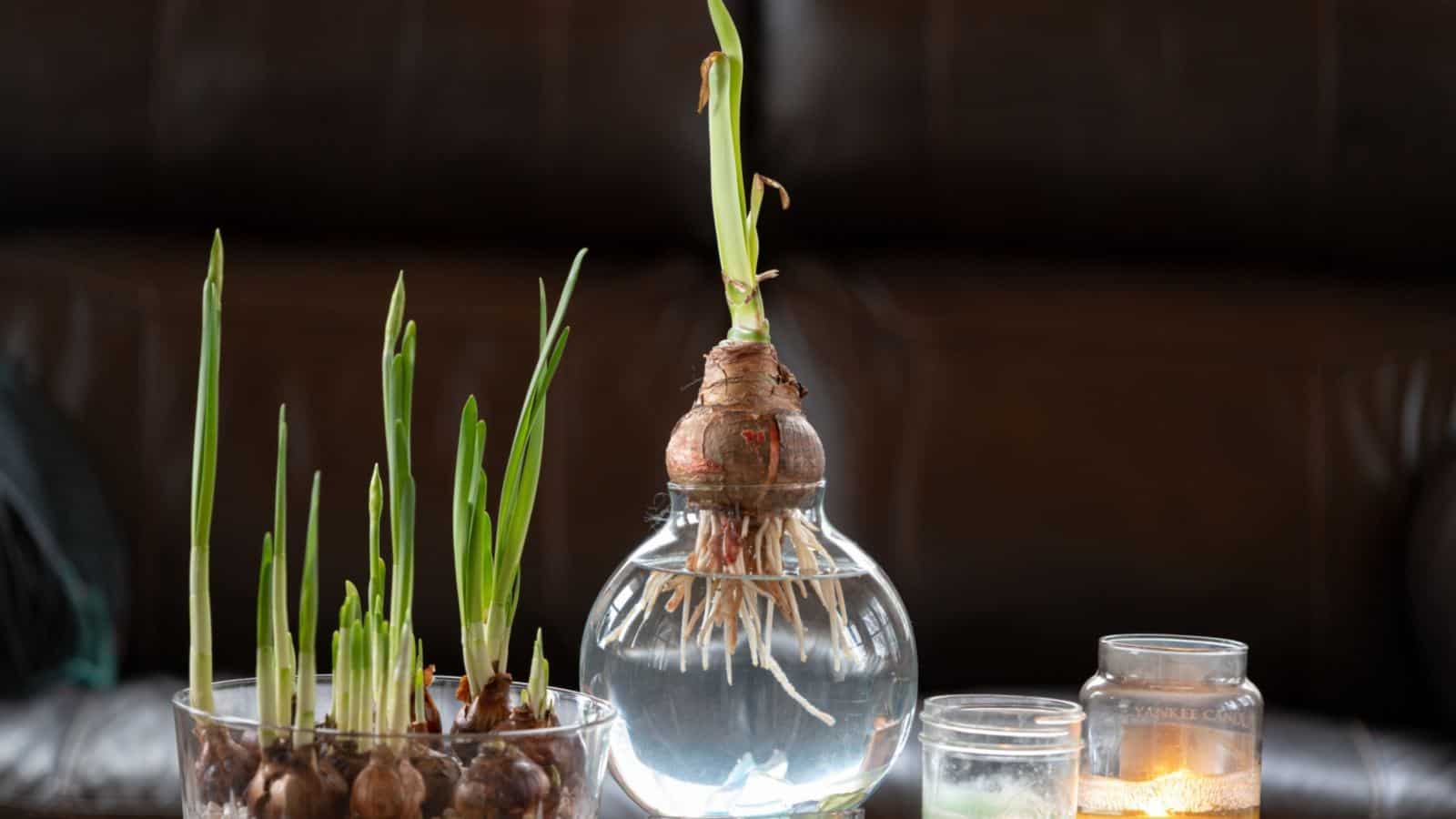 Close up view of paperwhite narcissus bulb flowers in water and rock to create a spring feeling