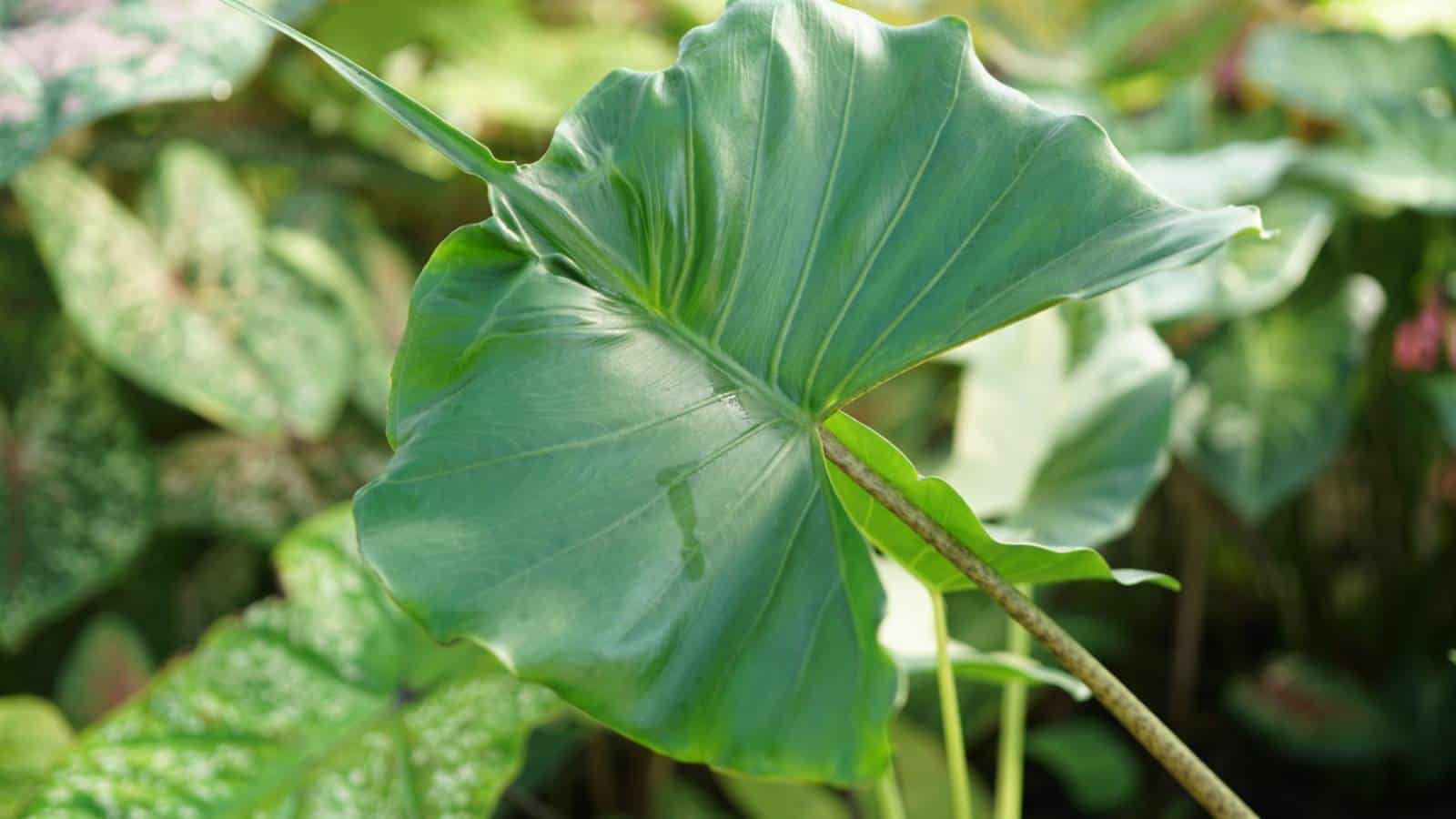 Selective view of a unique pattern green leaf Stingray Alocasia