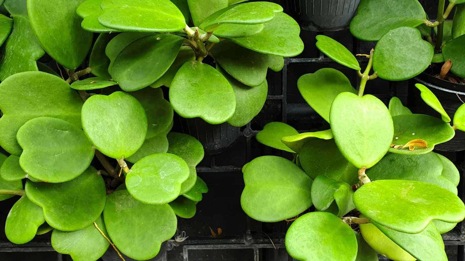 Close up view of green heart shaped Sweetheart Hoya plant in black pots