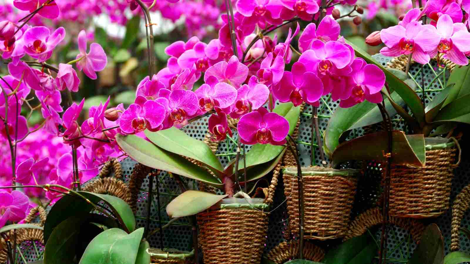 An array of bright pink Moth Orchid in a pot