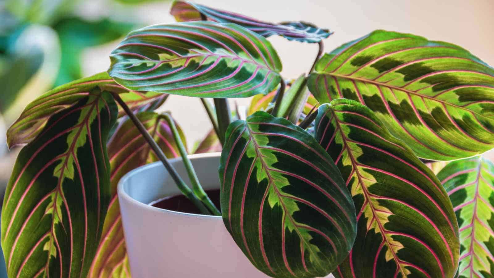 Selective focus of tricolor prayer plant in white pots