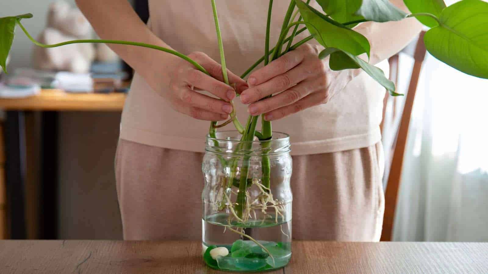 Close up view of a monstera plant with bare roots over a transparent jar of water