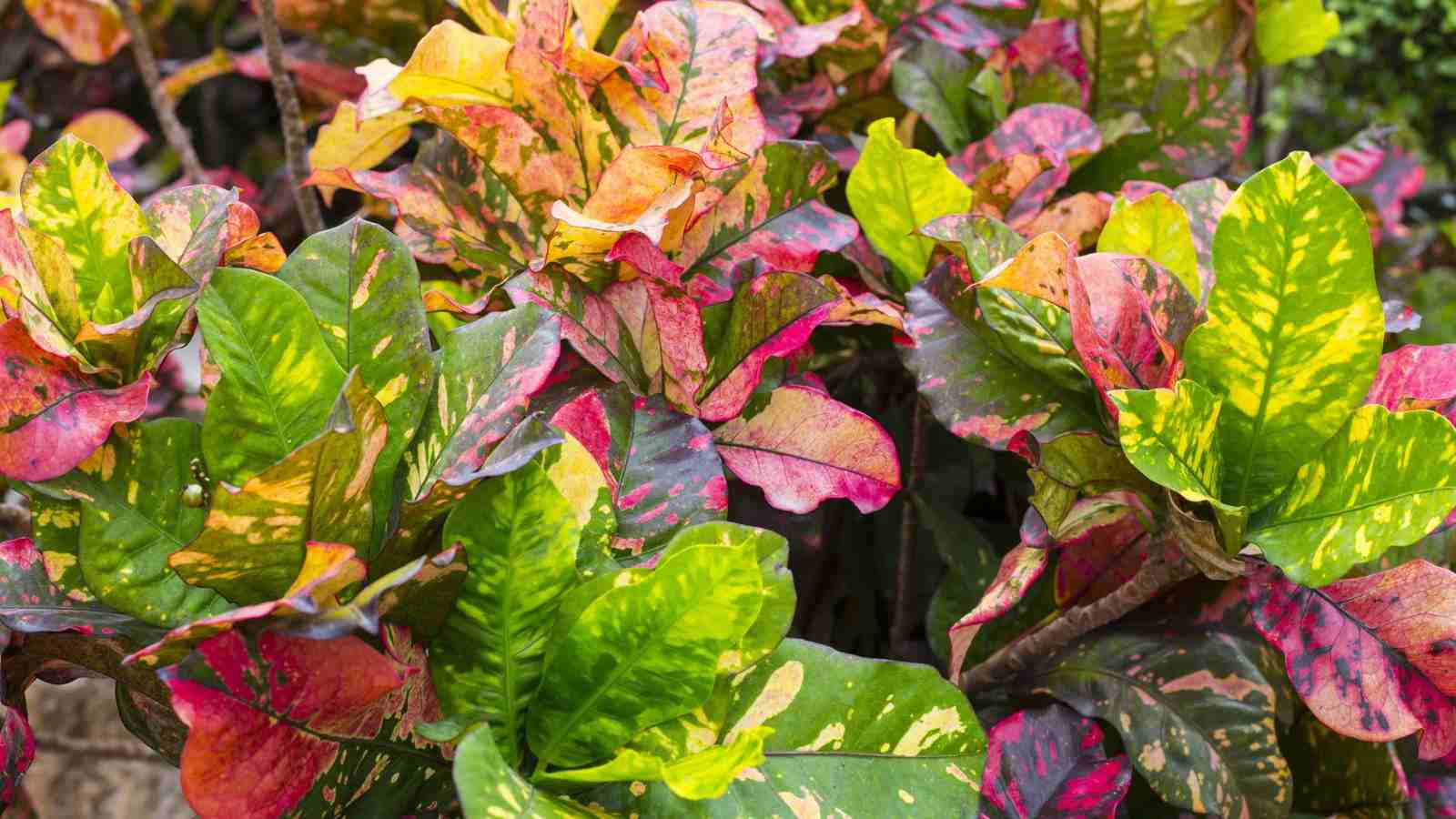 Close up view of vibrant colorful Croton leaves