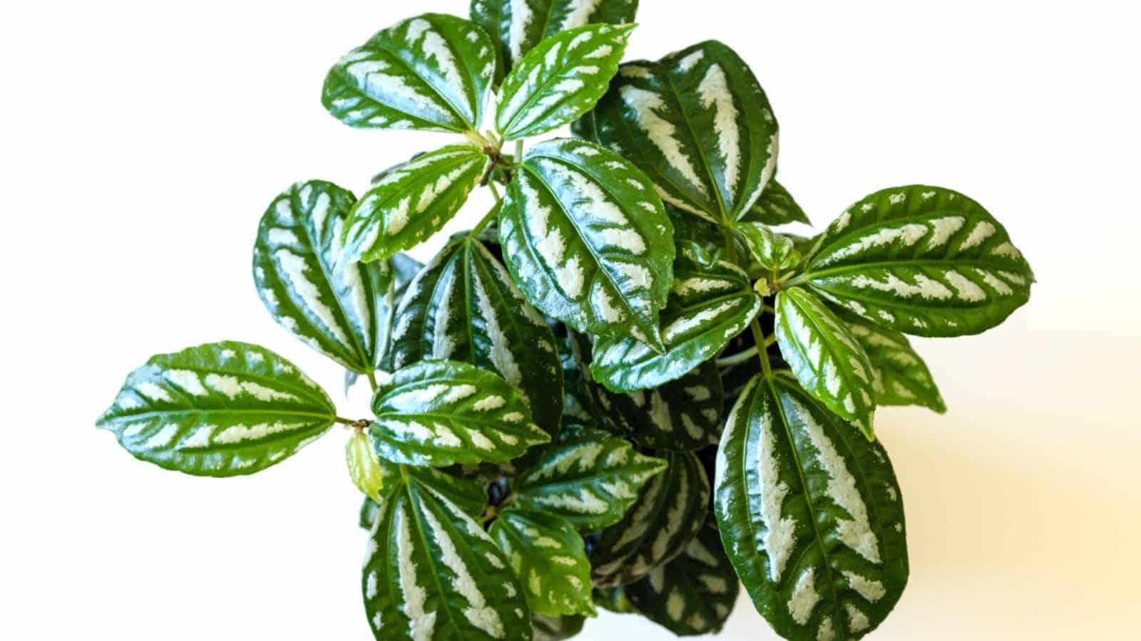 Close up view of Aluminum plant with white spots on the leaves