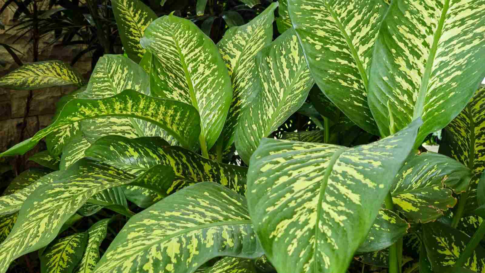 Close up view of fresh large leaves of Diffenbachia