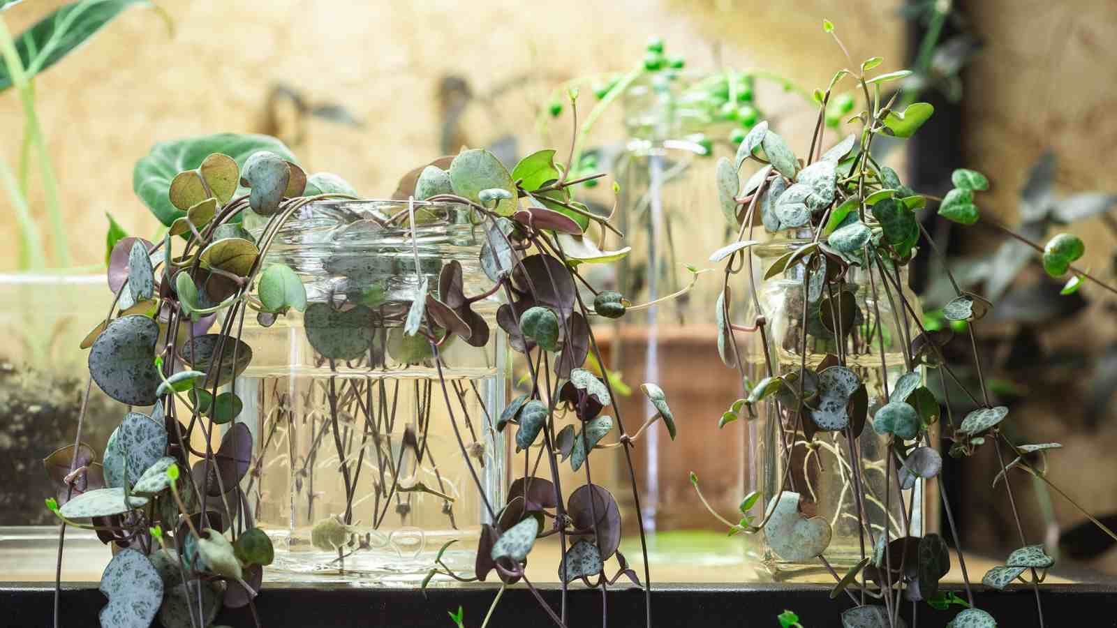 Selective focus of String of Hearts stem cutting in glass jar with water growing new roots under the sunlight