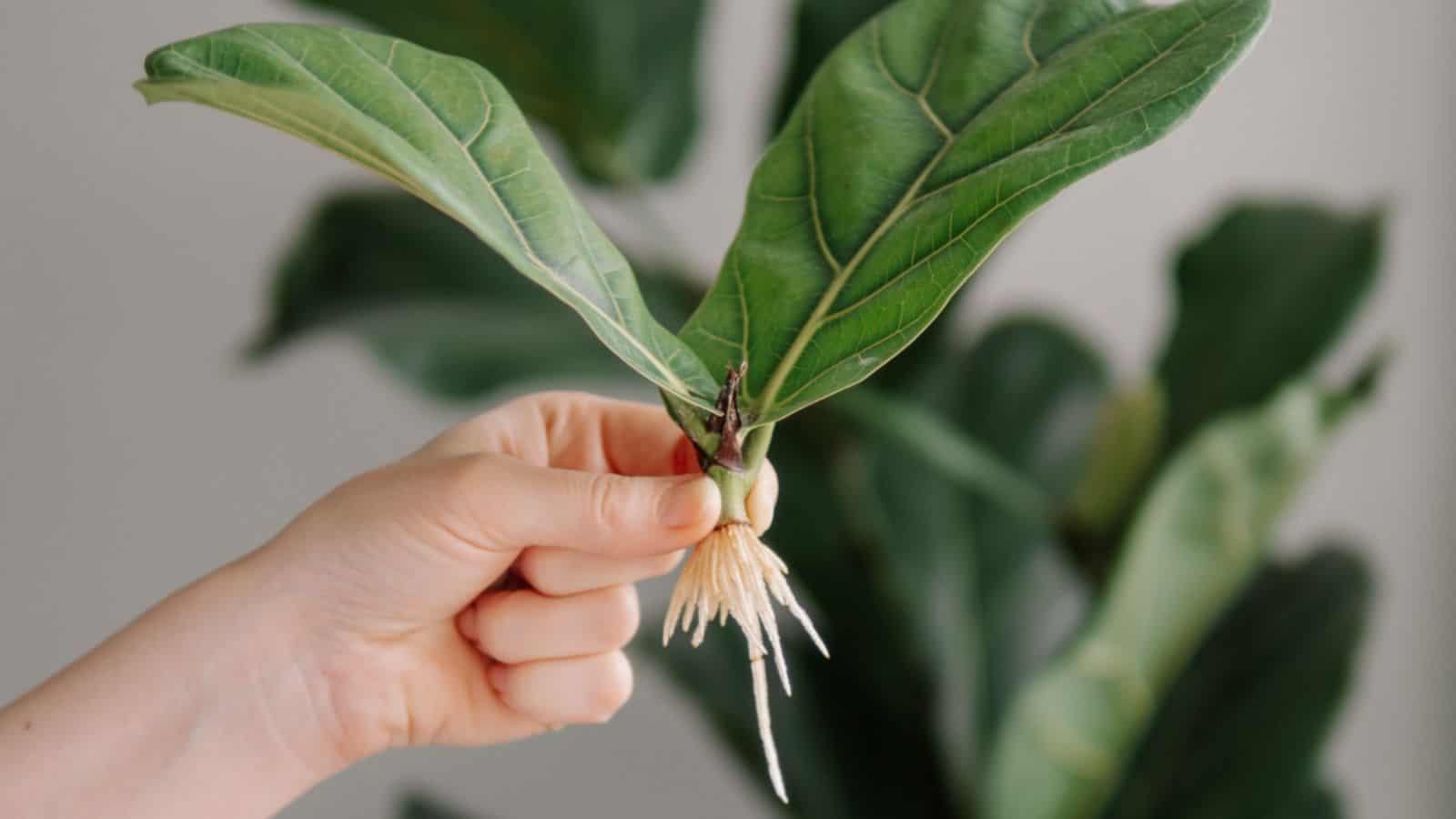 Close up view of gardener holding a ficus lyrata with roots and glass bottle with water