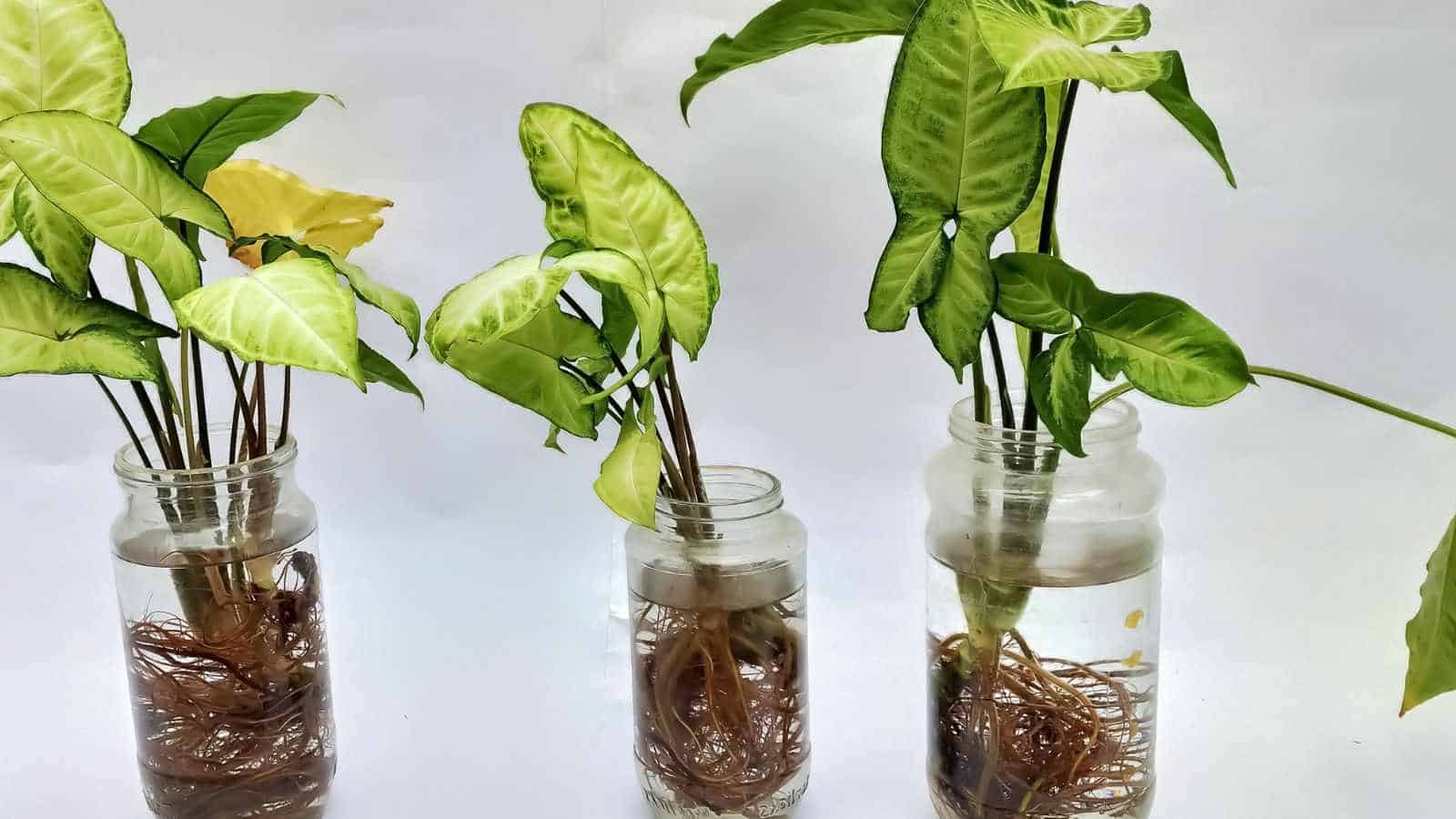 Selective focus of arrowhead plant in glass jar grown in water