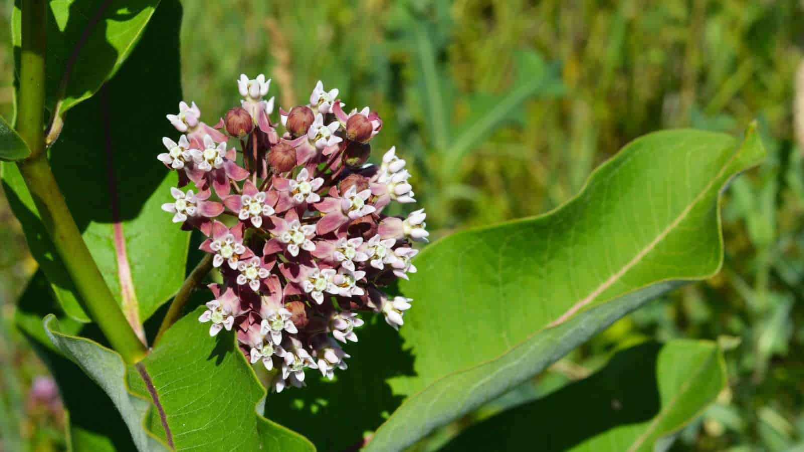 Selective view of white milkweed plant bloom with big green leaves under the sunlight