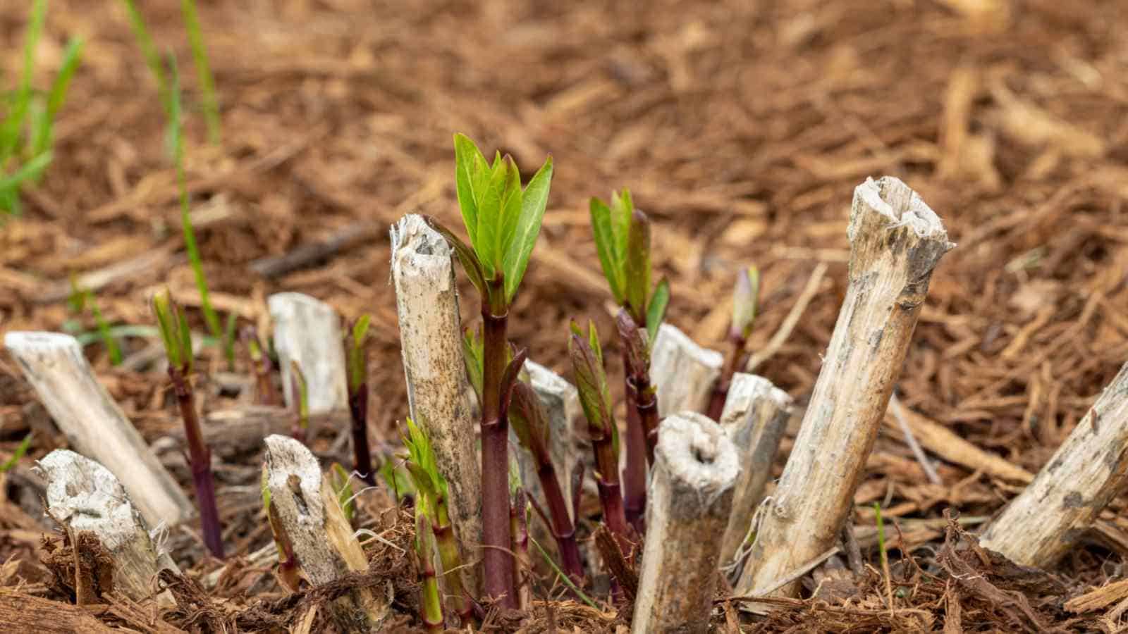 Close up view of a swamp milkweed plant sprouting in the garden